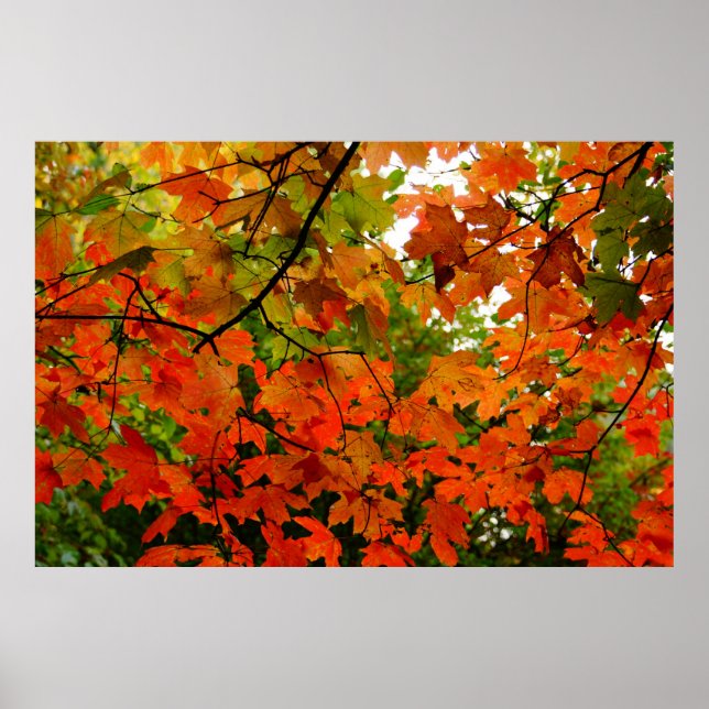 Autumn Leaves Poster (Frente)