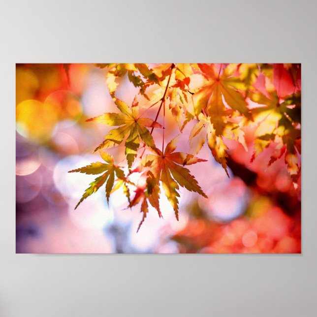 Autumn Leaves Poster (Frente)