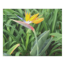 Ave da planta do paraíso (Strelitzia)
