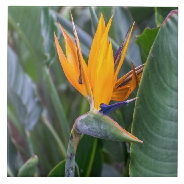 Ave de azulejo de cerâmica para flores do Paraíso (Frente)
