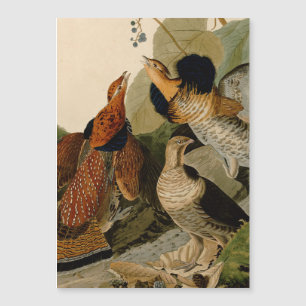 Ave de Jogo de Audubon do Agrupamento Rachado