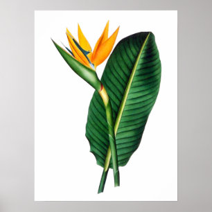Ave de Poster de Decoração de Arte da Flor do Pa