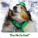 Avental Beije-me, sou irlandês! Adulto Apron<br><div class="desc">Uma bela Sheltie está a vomitar para dar a todos um pouco da sorte dos irlandeses! Tirada da minha foto original "Beije-me,  sou irlandês"! está sob meus direitos autorais.</div>