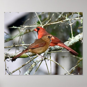 Aves cardineiras Fotografia Muralha Impressão