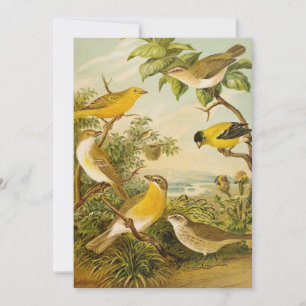 Aves da América do Norte   Anton Goering