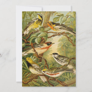 Aves da América do Norte   Anton Goering