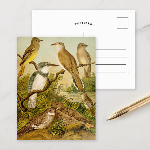 Aves da América do Norte   Cartão postal Anton Goe