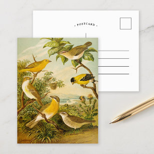 Aves da América do Norte   Cartão postal Anton Goe