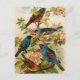 Aves da América do Norte | Cartão postal Gustav Mu (Frente)