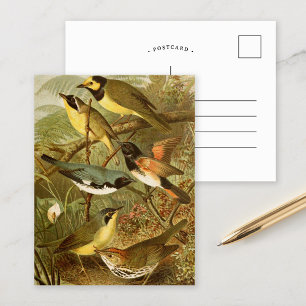 Aves da América do Norte Cartão postal Gustav Mu