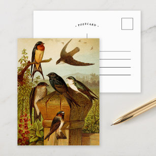 Aves da América do Norte   Cartão postal Gustav Mu