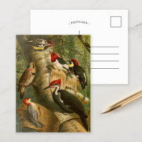 Aves da América do Norte | Cartão postal Gustav Mu