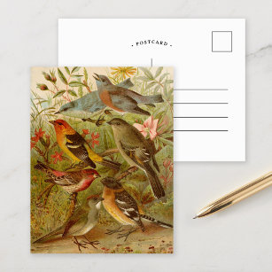 Aves da América do Norte   Cartão postal Gustav Mu