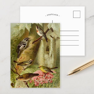 Aves da América do Norte Cartão postal Gustav Mu