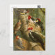 Aves da América do Norte | Cartão postal Gustav Mu (Frente/Verso)