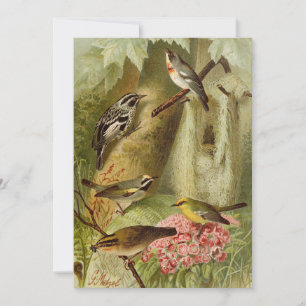 Aves da América do Norte   Cartão Tzel Gustav Mü