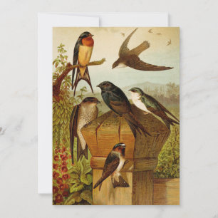 Aves da América do Norte   Gustav Mü tzel