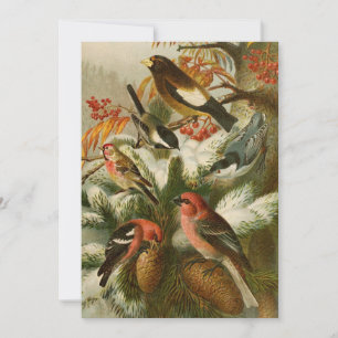 Aves da América do Norte   Gustav Mü tzel