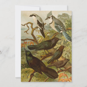 Aves da América do Norte   Gustav Mü tzel