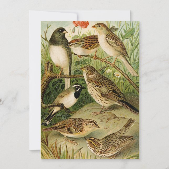 Aves da América do Norte | Gustav Mü tzel (Frente)