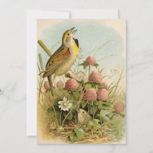 Aves da América do Norte   Robert Ridgway