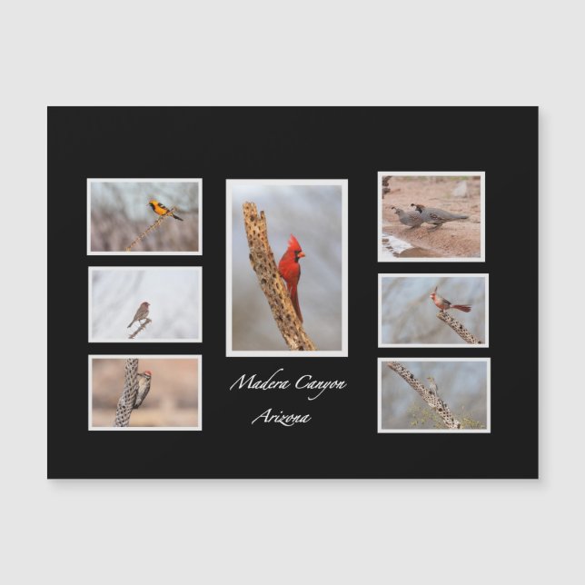 Aves da Arizona Madera Canyon (Frente)