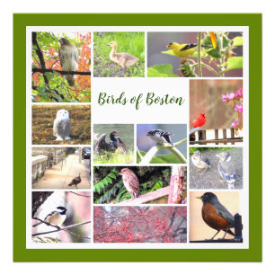 Aves da Colagem de Fotos de Boston
