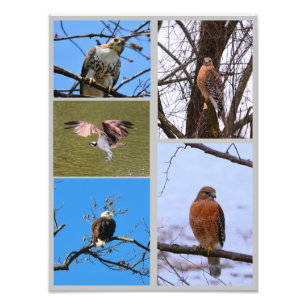Aves da colagem de fotos de presas