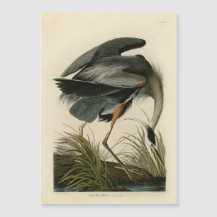 Aves de Excelente Azul-Héron Audubon