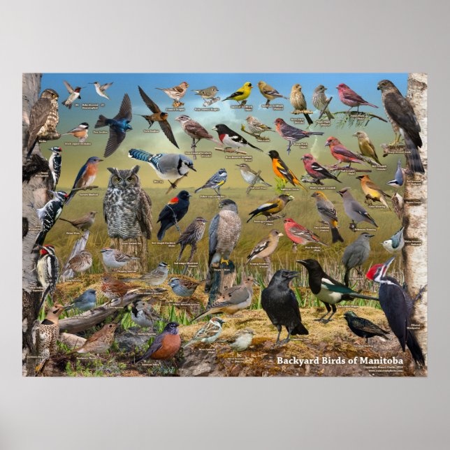 Aves de Manitoba Poster (Frente)