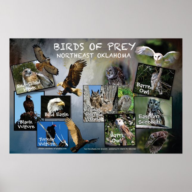 Aves de presa Poster 19v2 (Frente)