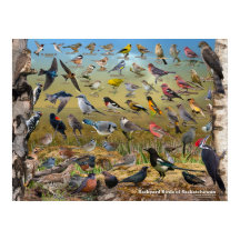 Aves de Saskatchewan Poster