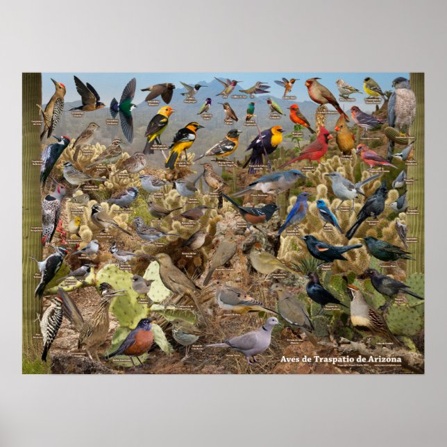 Aves de Traspatio de Arizona ID Poster (Frente)