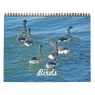 Aves do Calendário