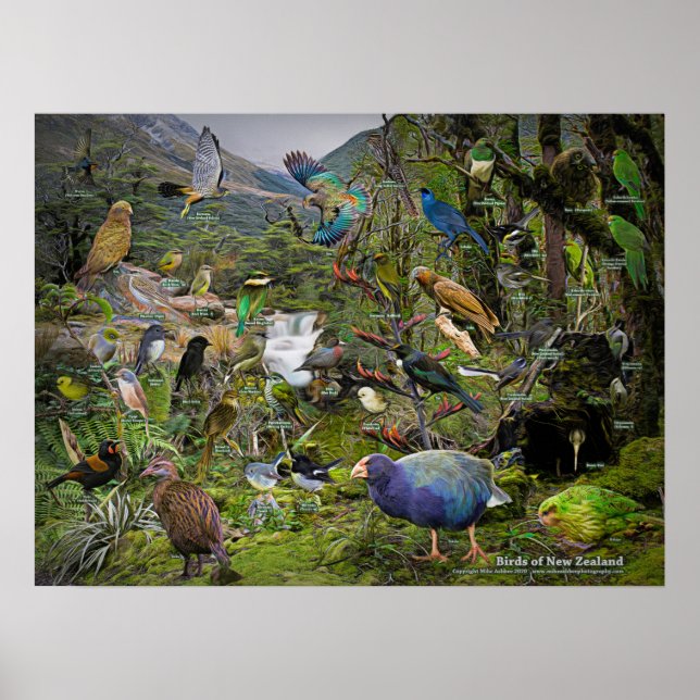 Aves do poster de arte neozelandês (Frente)