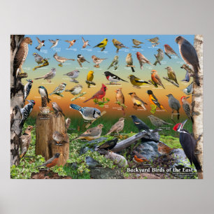 Aves do quintal da Poster Leste