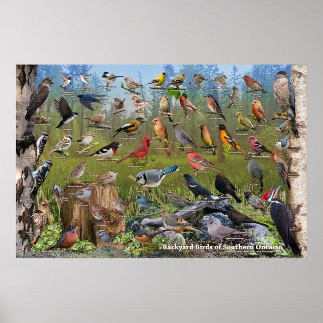 Aves do Sul de Ontário Poster (Frente)