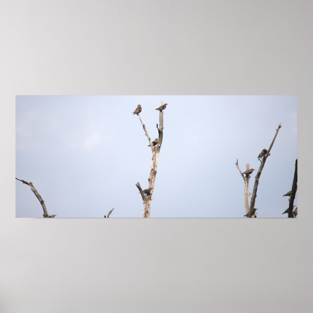 Aves em Branches Poster (Frente)