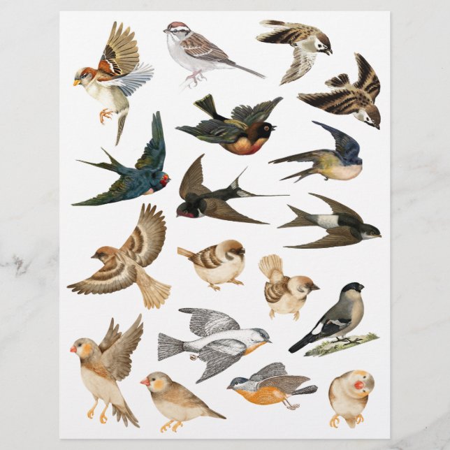 Aves em Cortes de Voo e Fussy (Frente)