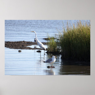 Aves na Poster de água