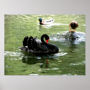 aves na poster de água