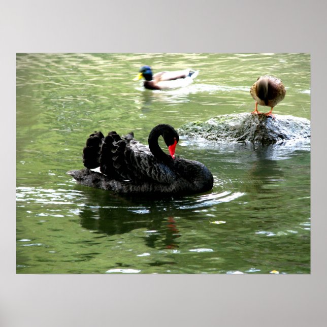 aves na poster de água (Frente)