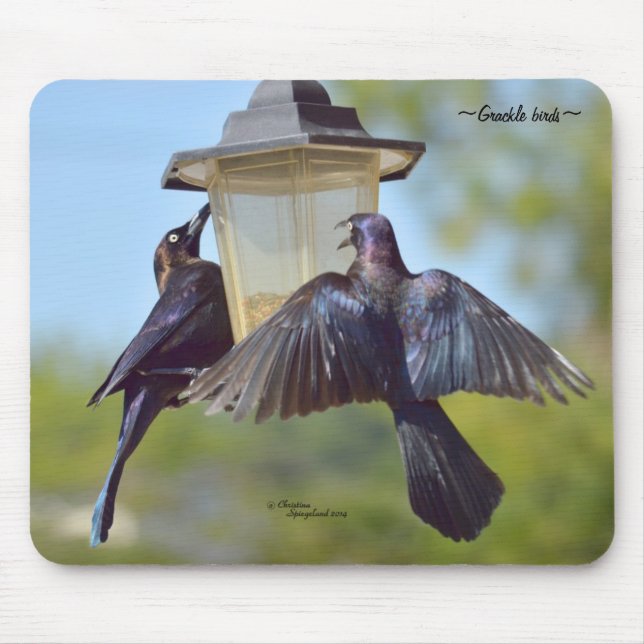 Aves-negros selvagens Mousepad (Frente)