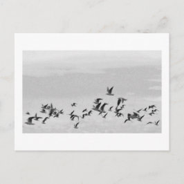 Aves no Cartão Postal de Voo