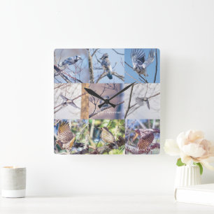 Aves no Relógio de Movimento