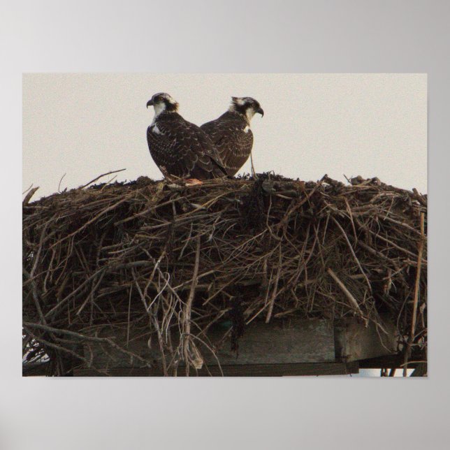 Aves Osprey no Nest Poster (Frente)