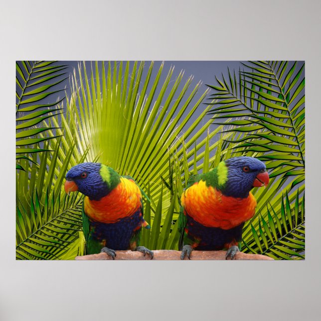 Aves tropicais Poster (Frente)