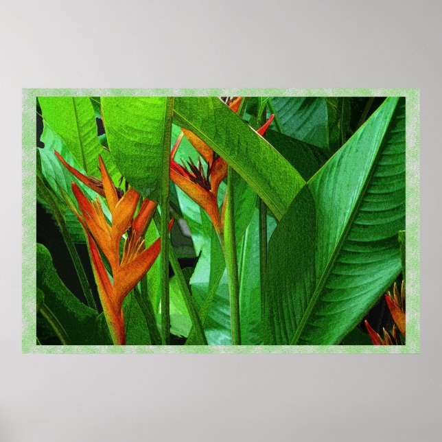 Aves Trópicas 36 x 24 Poster (Frente)