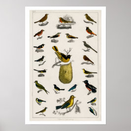 AVES VINTAGE ILLUSTRATION POSTER 1820