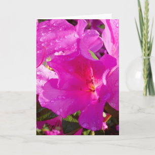 Azalea 1. Cartão